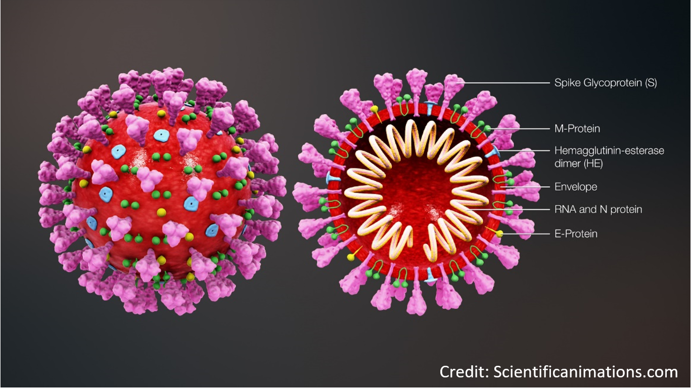 7 حقائق عن الفيروسات
